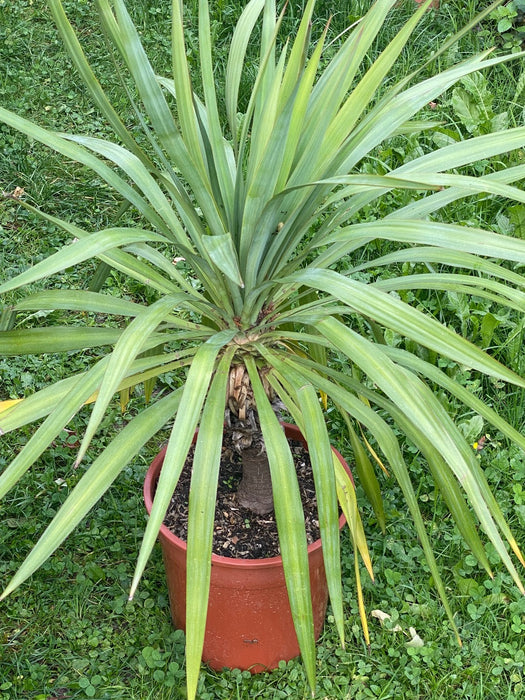 Yucca Gloriosa, organically grown succulent plants for sale at TOMs FLOWer CLUB.