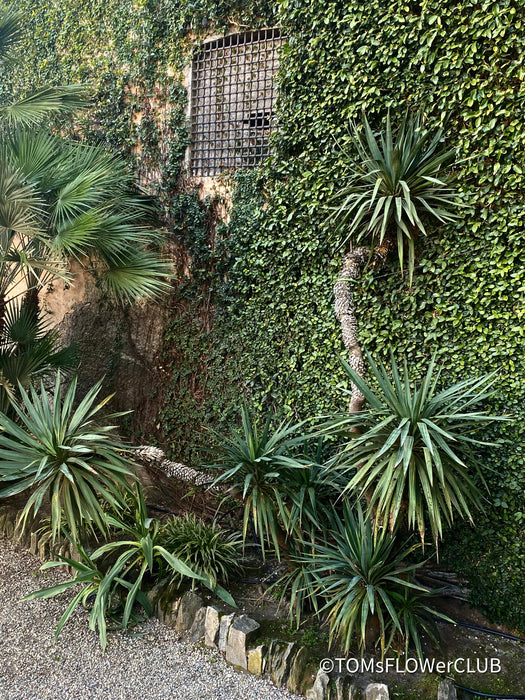 Yucca Gloriosa, organically grown succulent plants for sale at TOMs FLOWer CLUB.