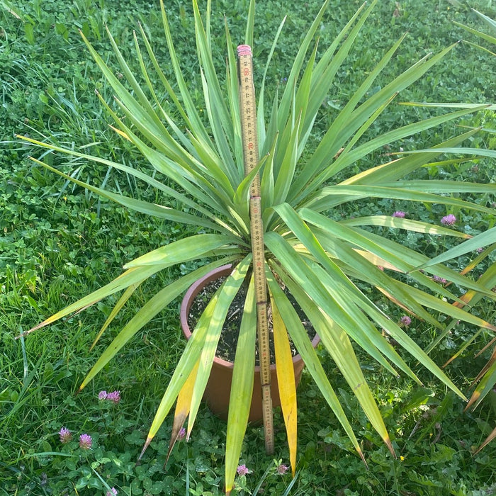 Yucca Gloriosa, organically grown succulent plants for sale at TOMs FLOWer CLUB.