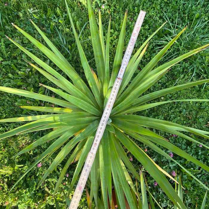 Yucca Gloriosa, organically grown succulent plants for sale at TOMs FLOWer CLUB.