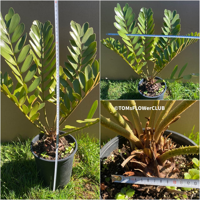 Zamia Furfuracea, organically grown tropical cycad plants for sale at TOMs FLOWer CLUB.