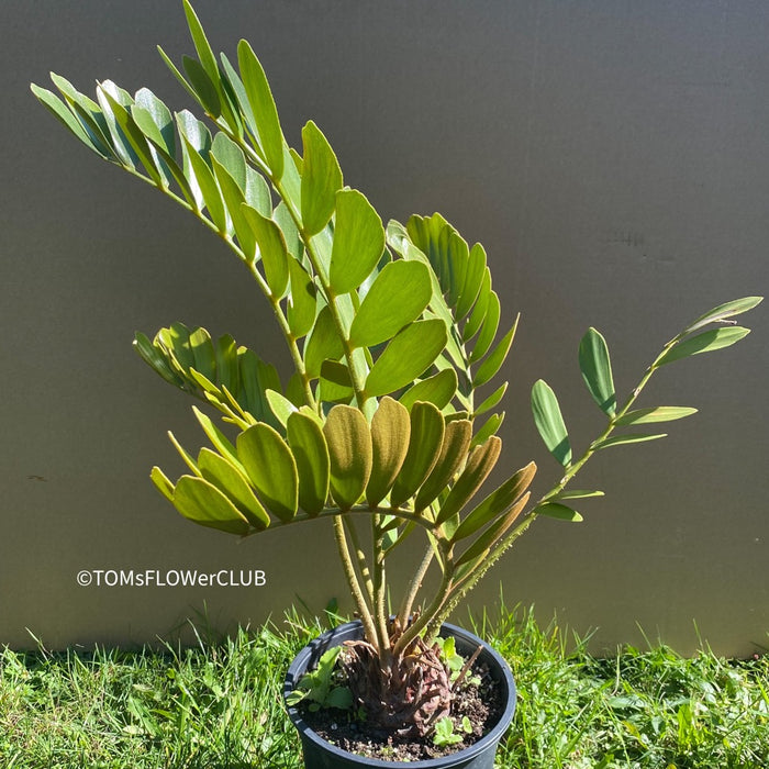 Zamia Furfuracea, organically grown tropical cycad plants for sale at TOMs FLOWer CLUB.