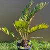 Zamia Furfuracea, organically grown tropical cycad plants for sale at TOMs FLOWer CLUB.