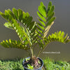 Zamia Furfuracea, organically grown tropical cycad plants for sale at TOMs FLOWer CLUB.