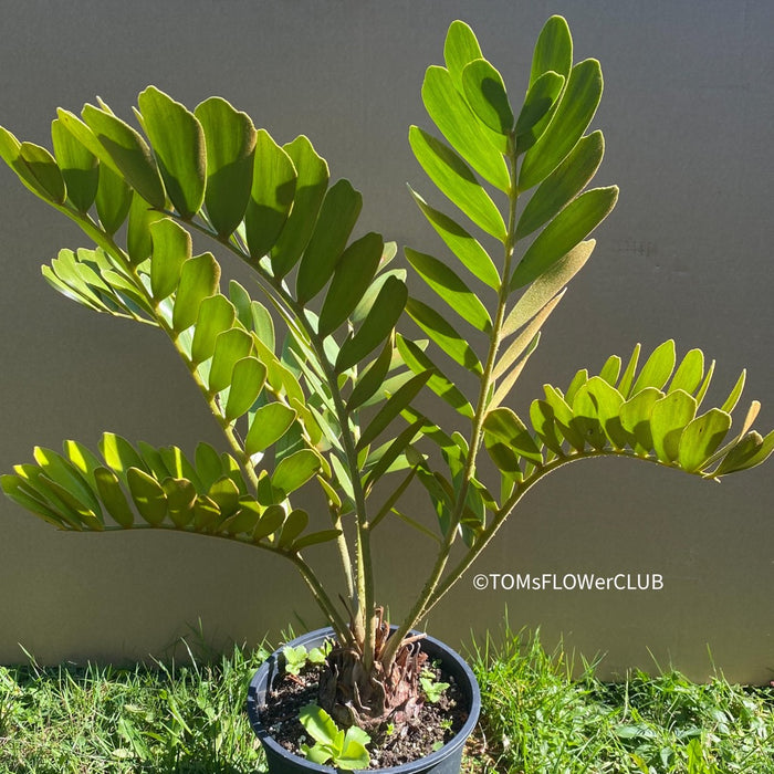 Zamia Furfuracea, organically grown tropical cycad plants for sale at TOMs FLOWer CLUB.