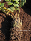 Zamia Furfuracea, organically grown tropical cycad plants for sale at TOMs FLOWer CLUB.