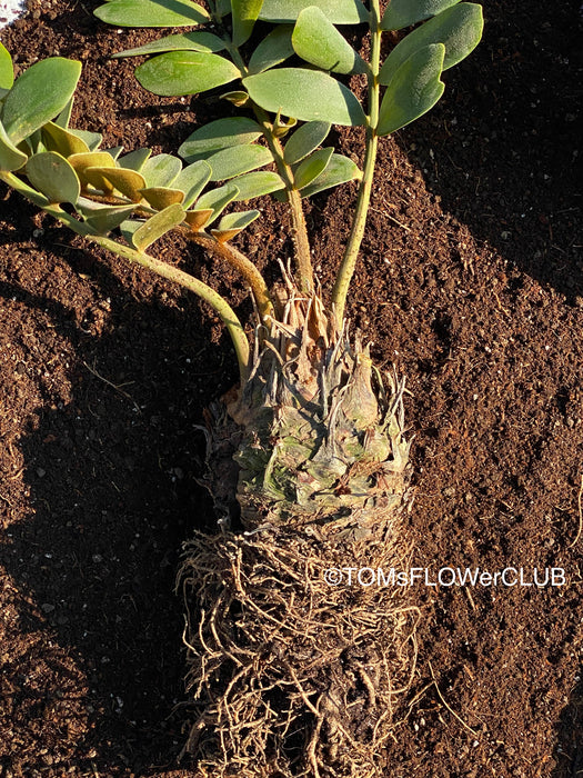 Zamia Furfuracea, organically grown tropical cycad plants for sale at TOMs FLOWer CLUB.