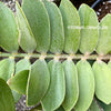 Zamia Furfuracea, organically grown tropical cycad plants for sale at TOMs FLOWer CLUB.