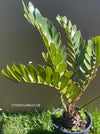 Zamia Furfuracea, organically grown tropical cycad plants for sale at TOMs FLOWer CLUB.