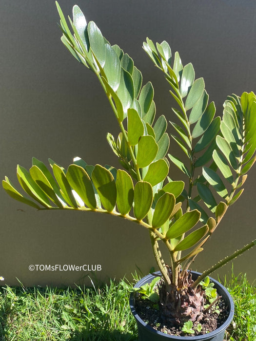 Zamia Furfuracea, organically grown tropical cycad plants for sale at TOMs FLOWer CLUB.