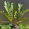 Zamia Furfuracea, organically grown tropical cycad plants for sale at TOMs FLOWer CLUB.