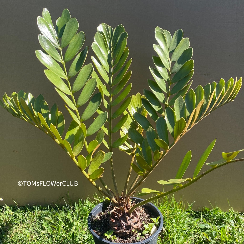 Zamia Furfuracea